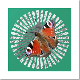 Peacock Butterfly Posters and Art